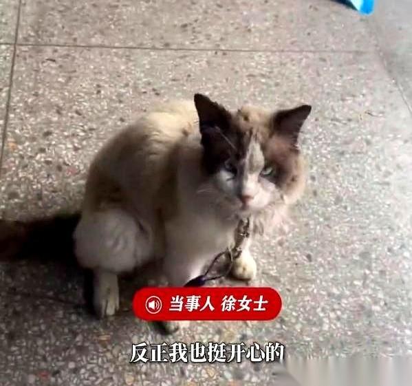 “悬赏300！”浙江衢州，徐女士拿着刚印出来的寻猫启事，一张张往电线杆上拍。猫