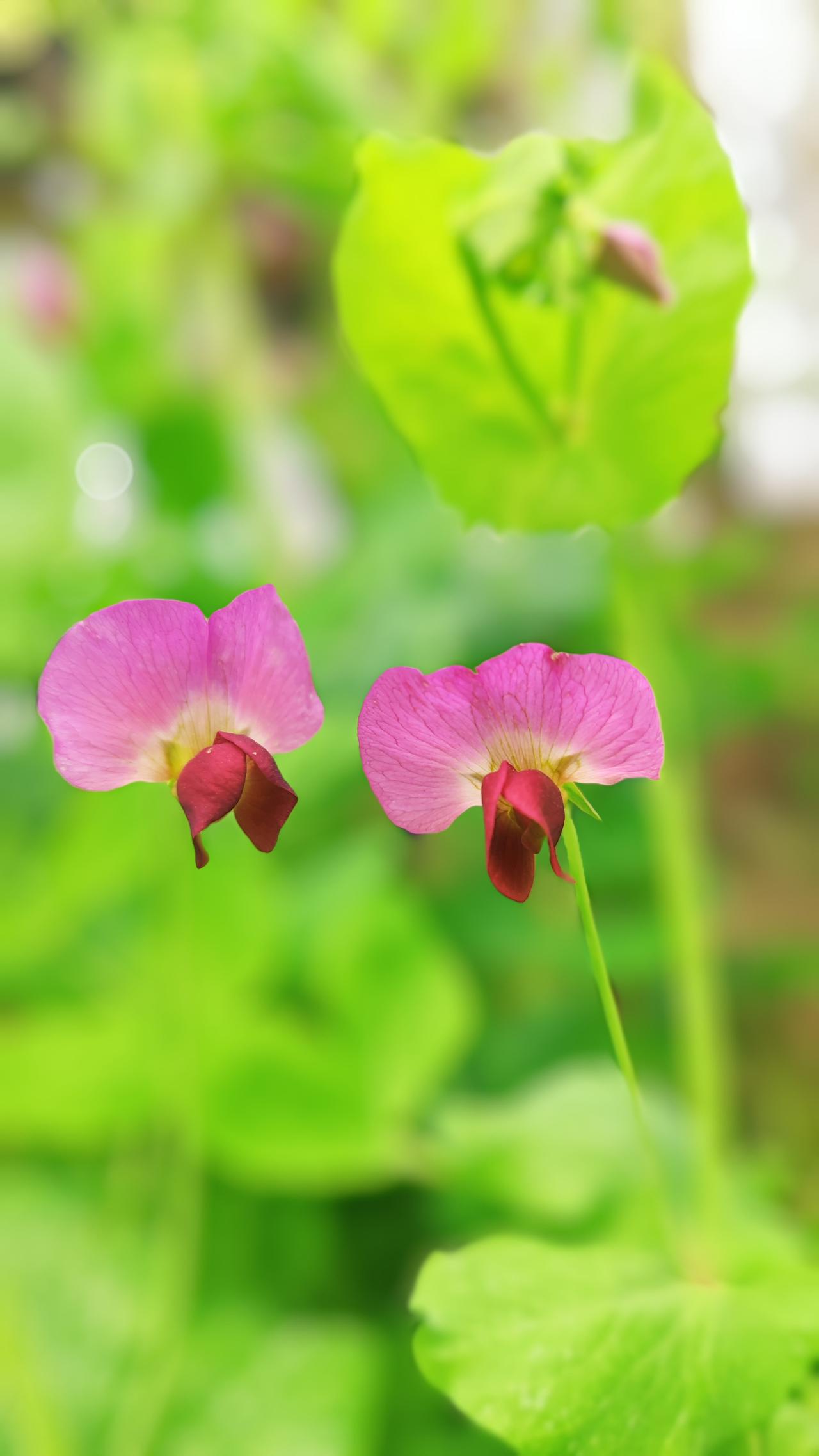 觉醒后，你没了妄求，就不再需要研究人性！因为你内在的心灵，就好比一潭清