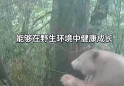 “全球唯一！白色大熊猫9岁了，没有黑眼圈！”四川卧龙，大熊猫国家公园公布最新影像