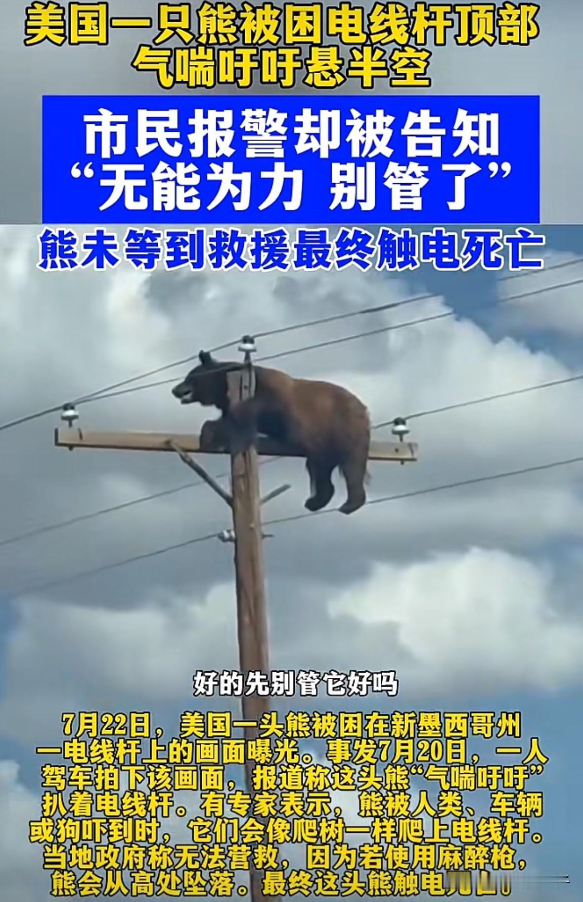 说实话它的死活我倒无所谓，我就想知道它是怎么爬上去的[捂脸哭]美国一头熊被困在新