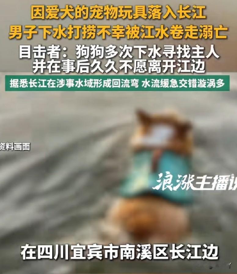 狗主人为了捡回狗狗丢在水里的玩具，不幸被卷入滚滚的长江中不幸身亡。近日，一位