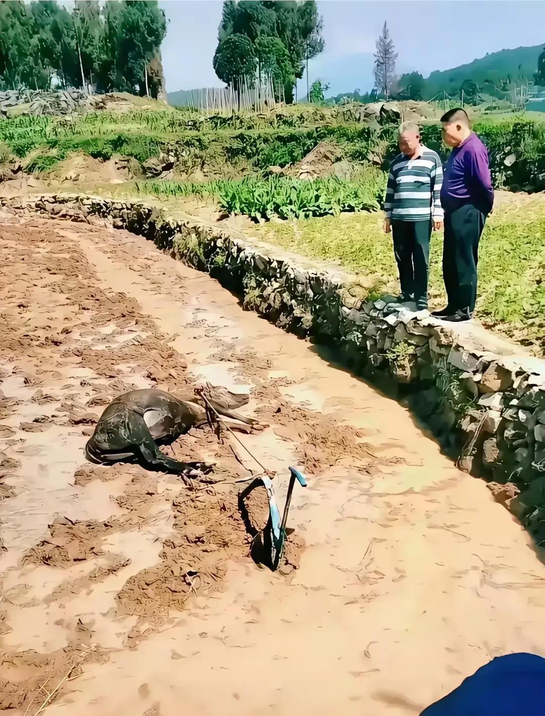 没有耕坏的地，只有累死的牛啊