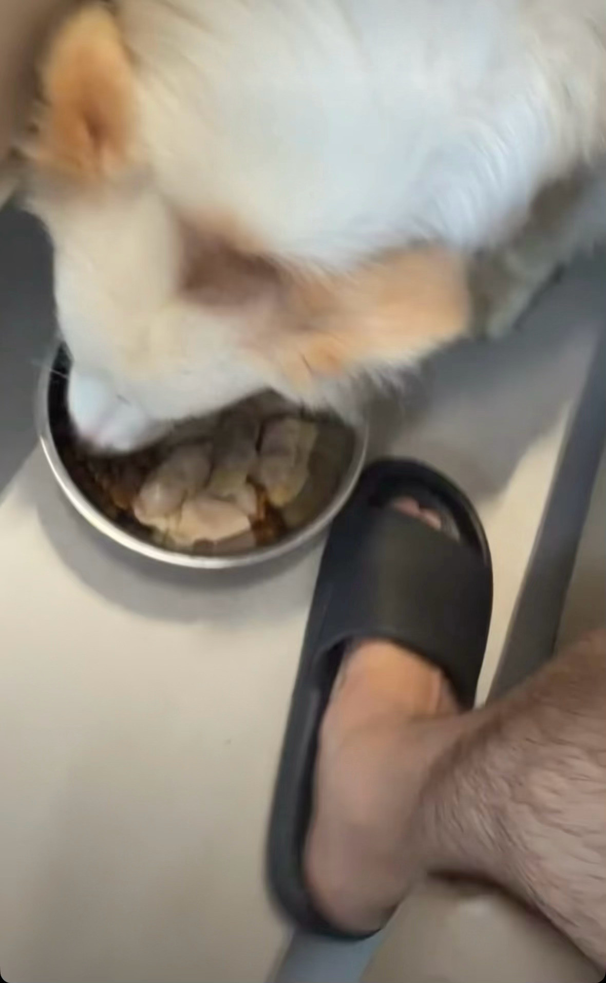 我没看上这个早餐看上别的了