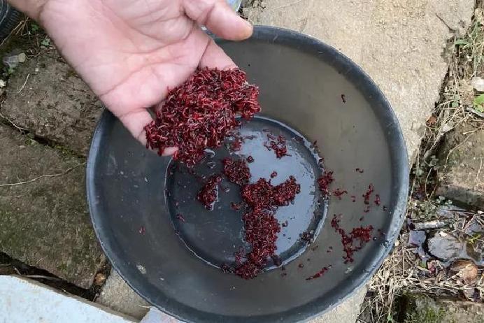 冬天钓鱼这事儿，鱼儿懒洋洋的，饵料选不对就白折腾。很多人纠结蚯蚓还是红虫更管用？