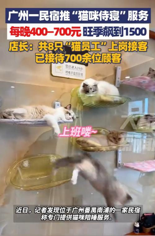 “简直就是捡钱！”8月27日，广州，一民宿老板为了赚钱，养了8只猫，只为让猫咪陪
