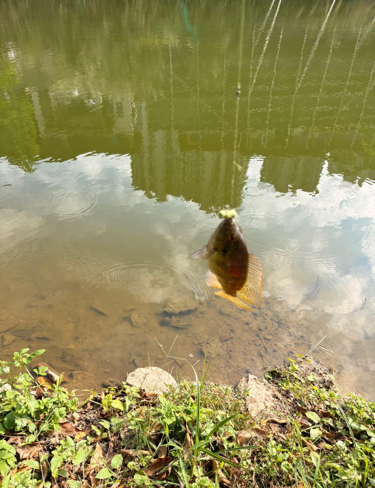 鱼的记忆只有7秒。这个说法还真可能是真的。今天下午去钓鱼，本来就是玩的，