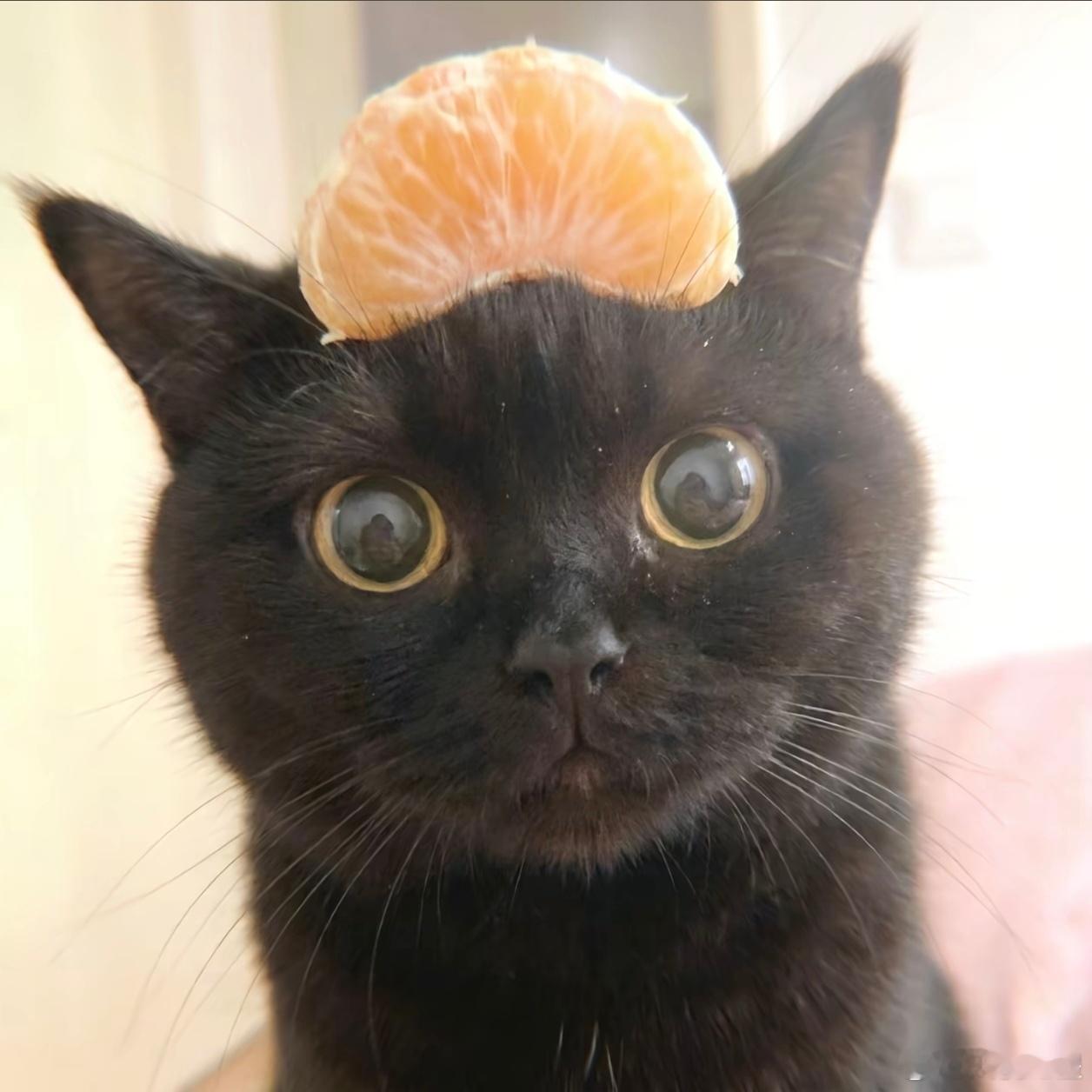 谁不想急头白脸的拥有一只猫呢