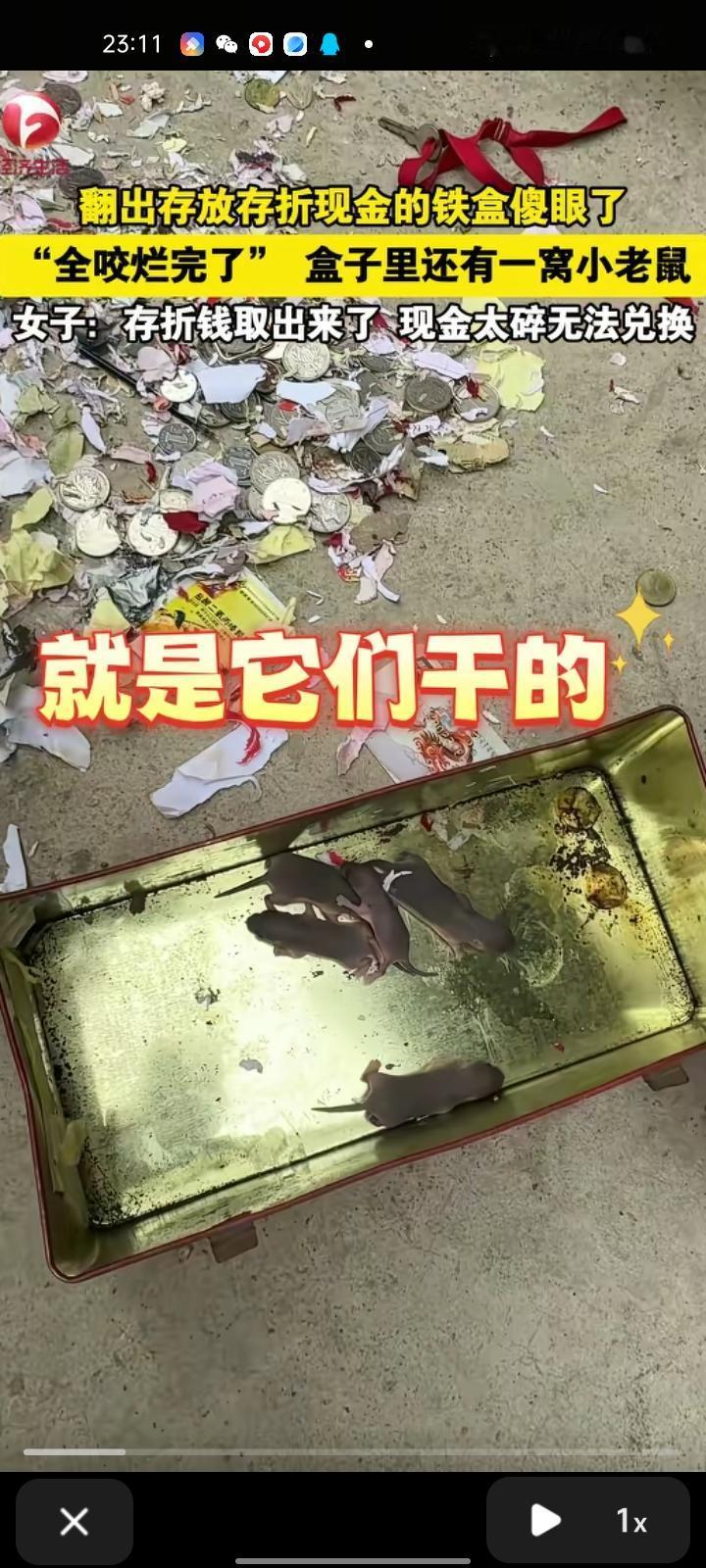 10月10日，安徽亳州。网友发视频称，翻出存放存着和现金的铁盒瞬间傻眼，全被咬成