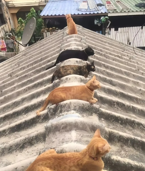 早上起床往窗外看，居然看到隔壁的屋顶上趴了一排猫猫！