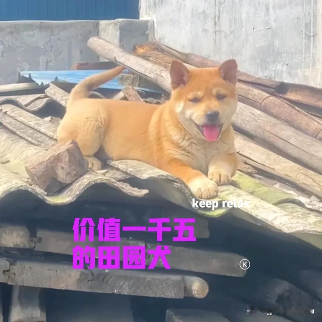 还有人记得花粥吗？《盗将行》“你的笑像一条恶犬，撞乱我心弦。”当时立刻觉得这个作