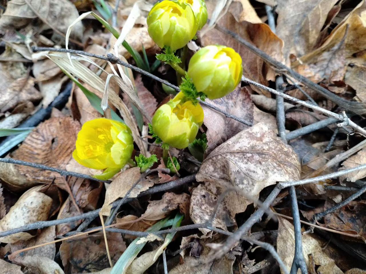 与痛风斗争的历程196今早醒来，浑身关节还算安稳，只是左膝盖这两天一