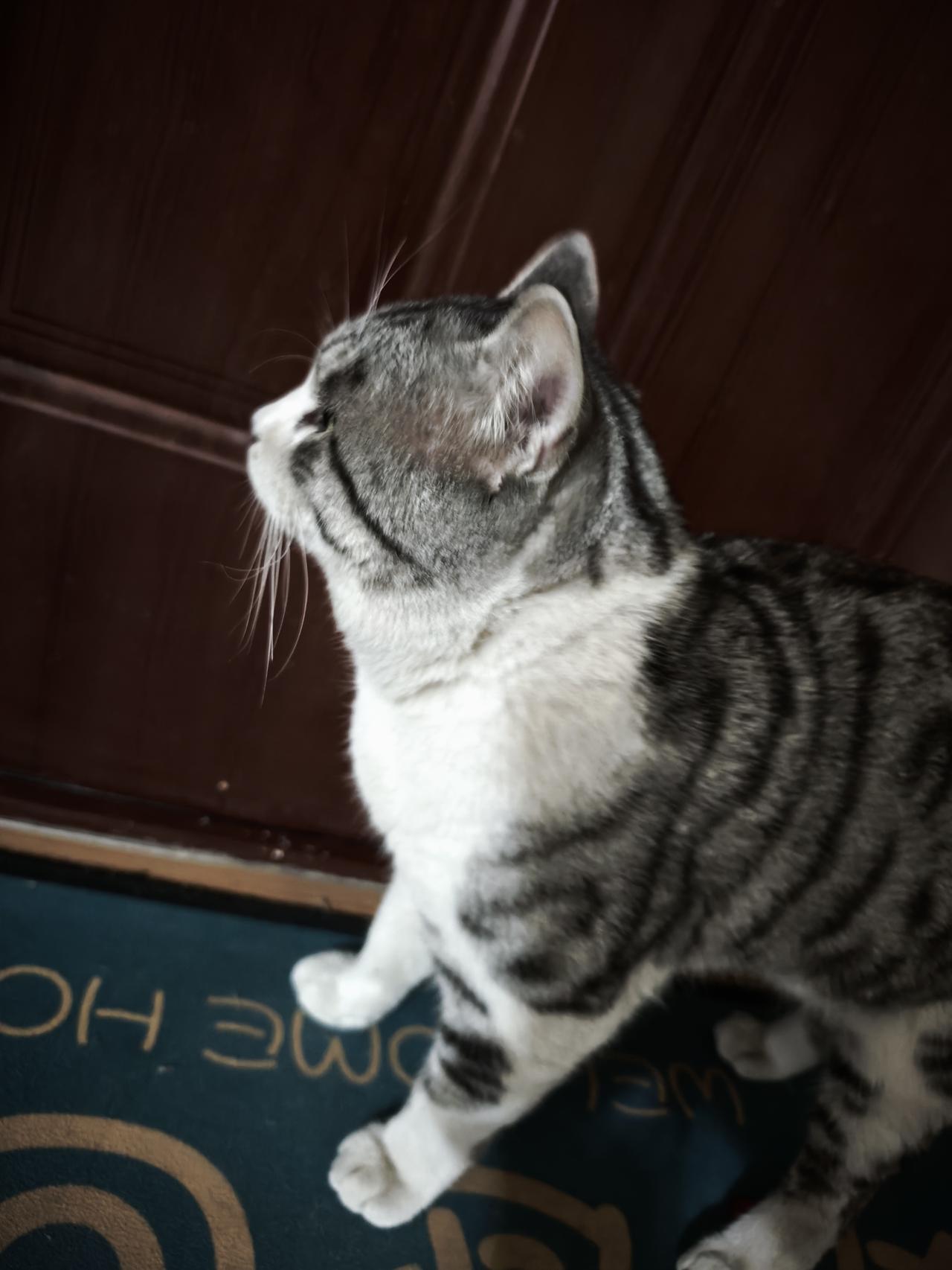 二哈终于回来了，整整三天三夜，我都以为要失去它了。[哭哭]二哈是我们散养的大公