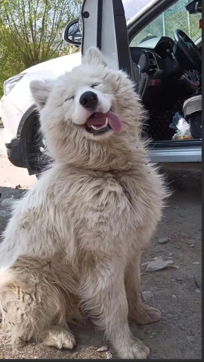 拉萨街头流浪的萨摩耶，浑身脏兮兮凭风沐雨的飘流。据说是内地驾车无良者将它抛弃，令