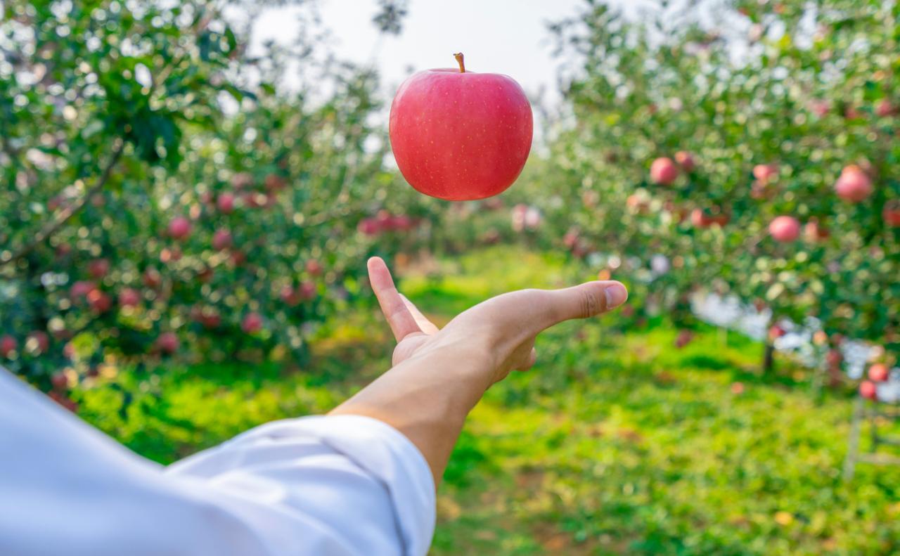 【苹果什么时候吃最好？答案是……】秋季养生搭子苹果苹果一年四季都能买到
