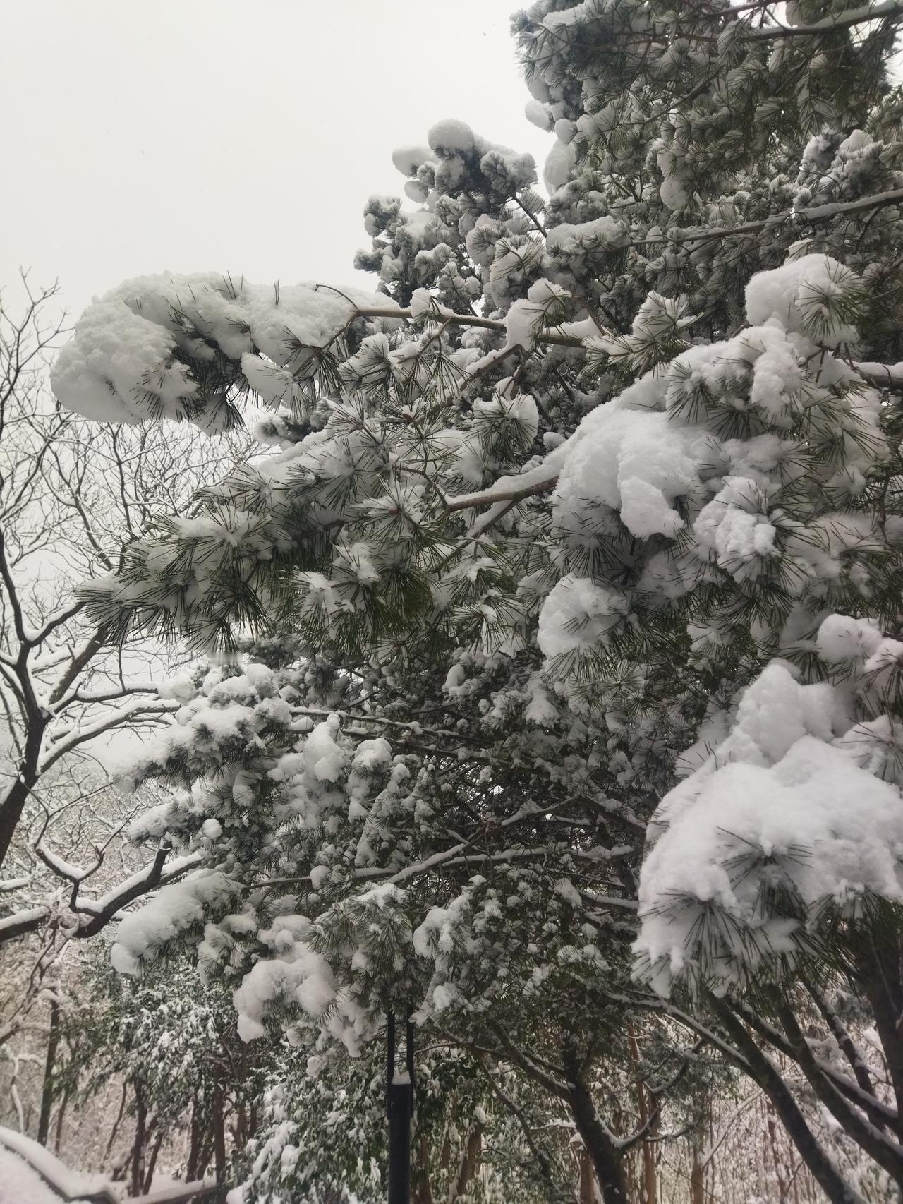 晒图笔记大赛瑞雪兆丰年，来年多赚钱。