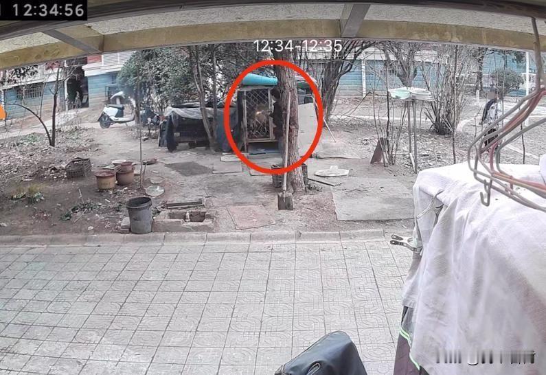 两男孩点燃狗笼烧死狗狗，主人拒绝私了。今天烧死狗，明天就能烧死人。这些小孩实在够