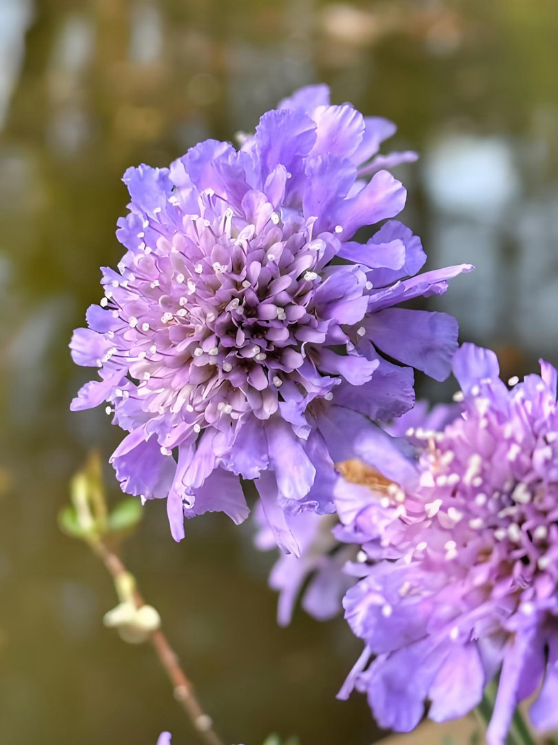 ‎种植蓝盆花耐寒好养，花期长，适合地栽或盆栽。核心是光照充足、土壤透气、忌积水