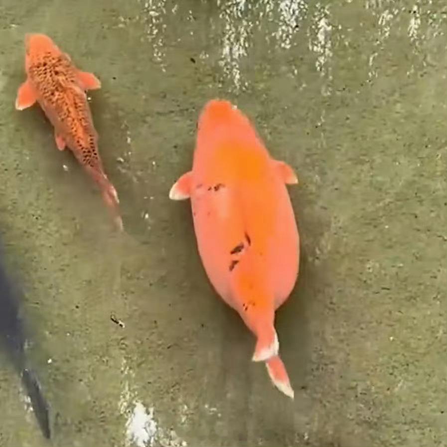 趵突泉猪鲤减肥失败充分说明光游泳不控制饮食的话，体重减不下来...