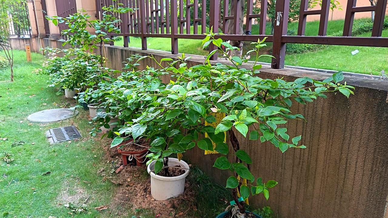 谁能想到？大夏天快40度的高温，我硬是用一招“半截入土”法，把往年夏天必干死的