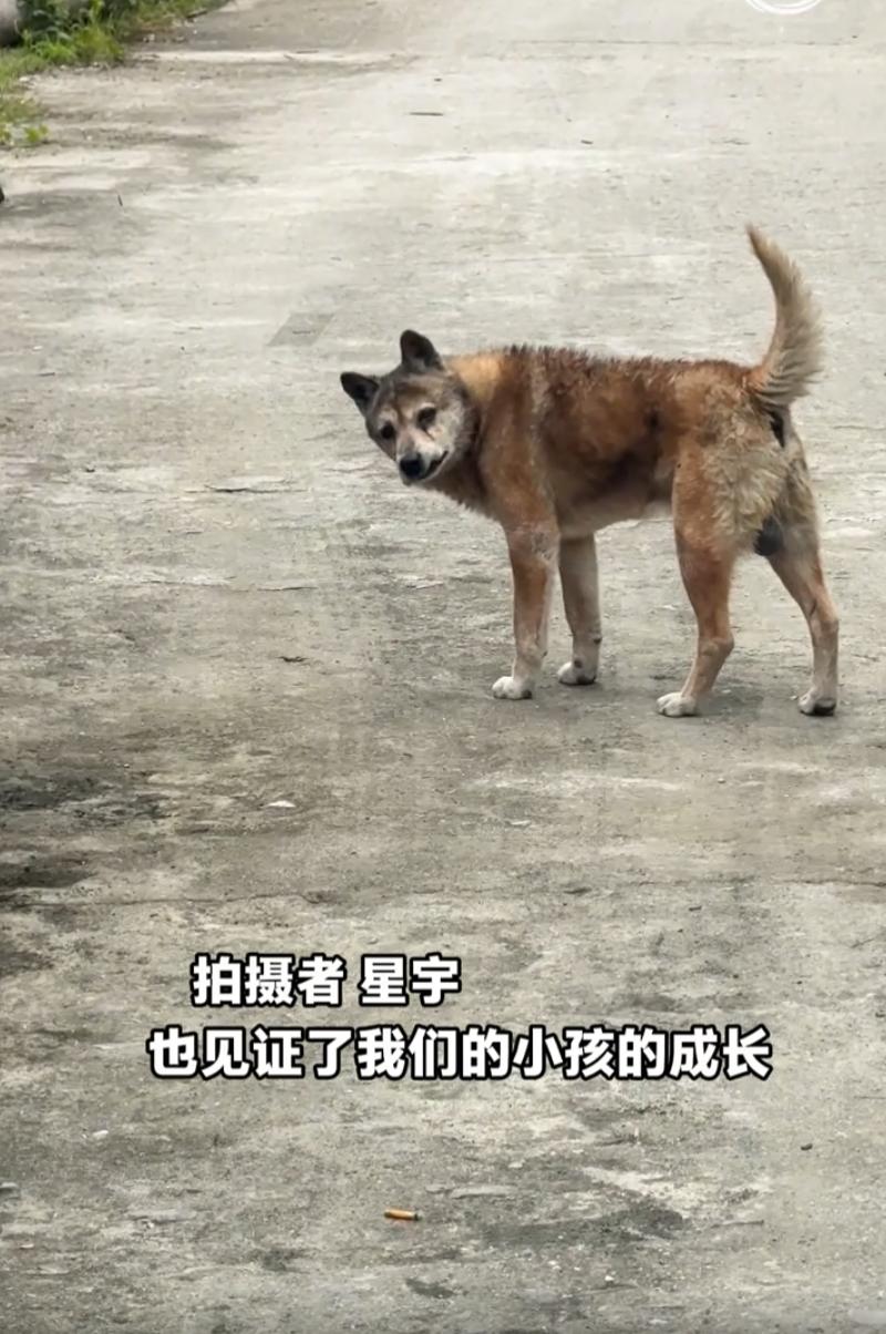江西，一只22岁的老狗，突然整日萎靡发呆、不爱动弹。察觉到自己大限将至，它悄悄独