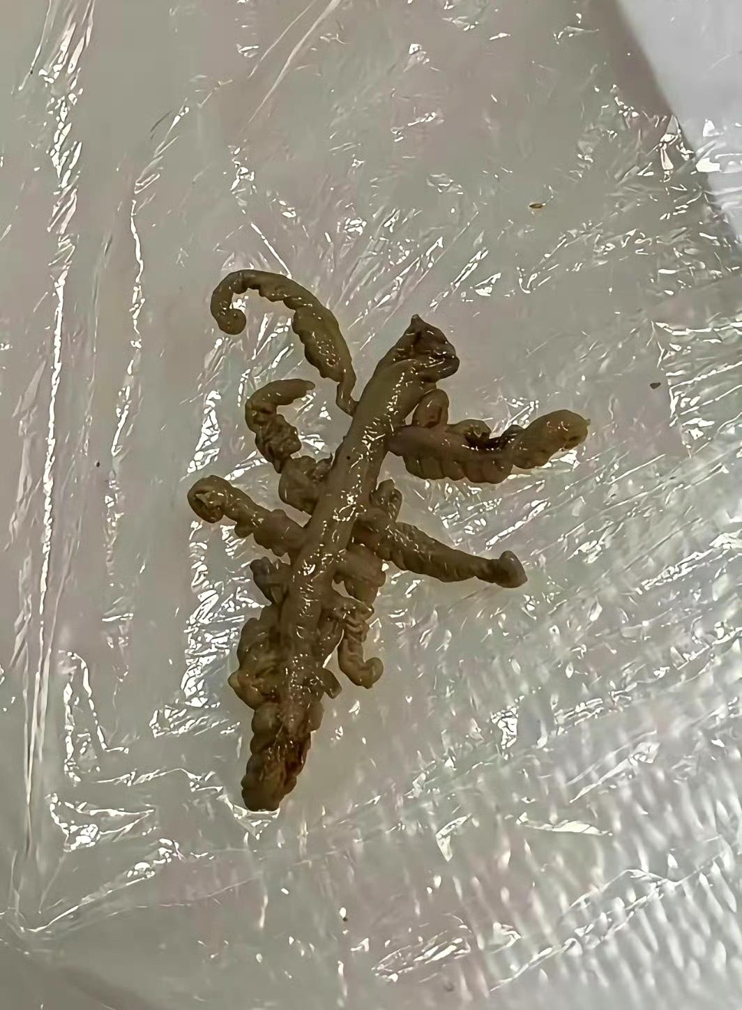 吃麻辣烫吃到的，人都麻了，有没有人知道这是什么？​​​