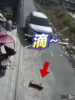 解释不清了！浙江金华，村道上一只土狗蜷在路中晒太阳，司机鸣笛停顿后，狗不理睬，下