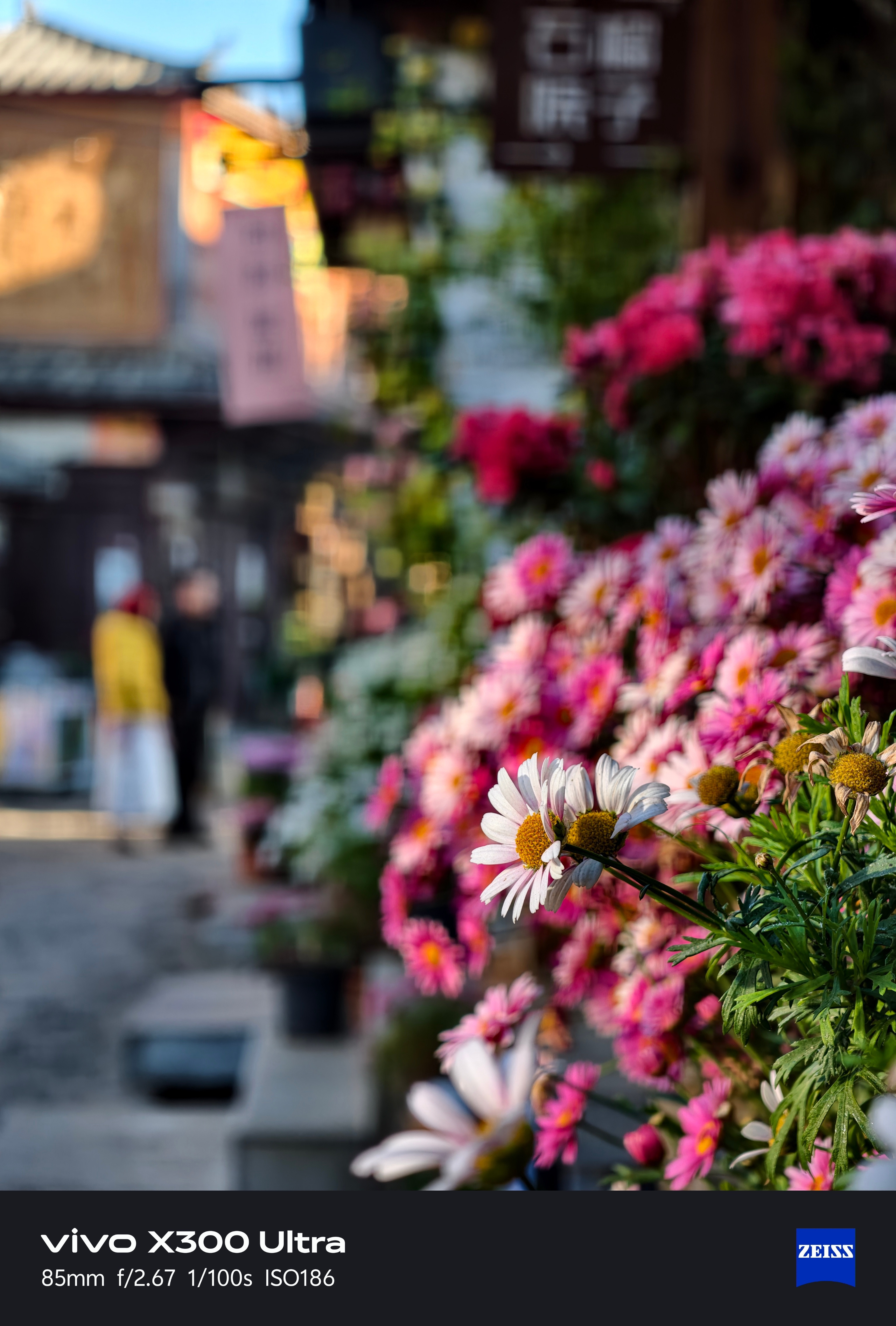 又是赏花好时节💐丽江的花非常多，可惜我拍的有点少！丽江
