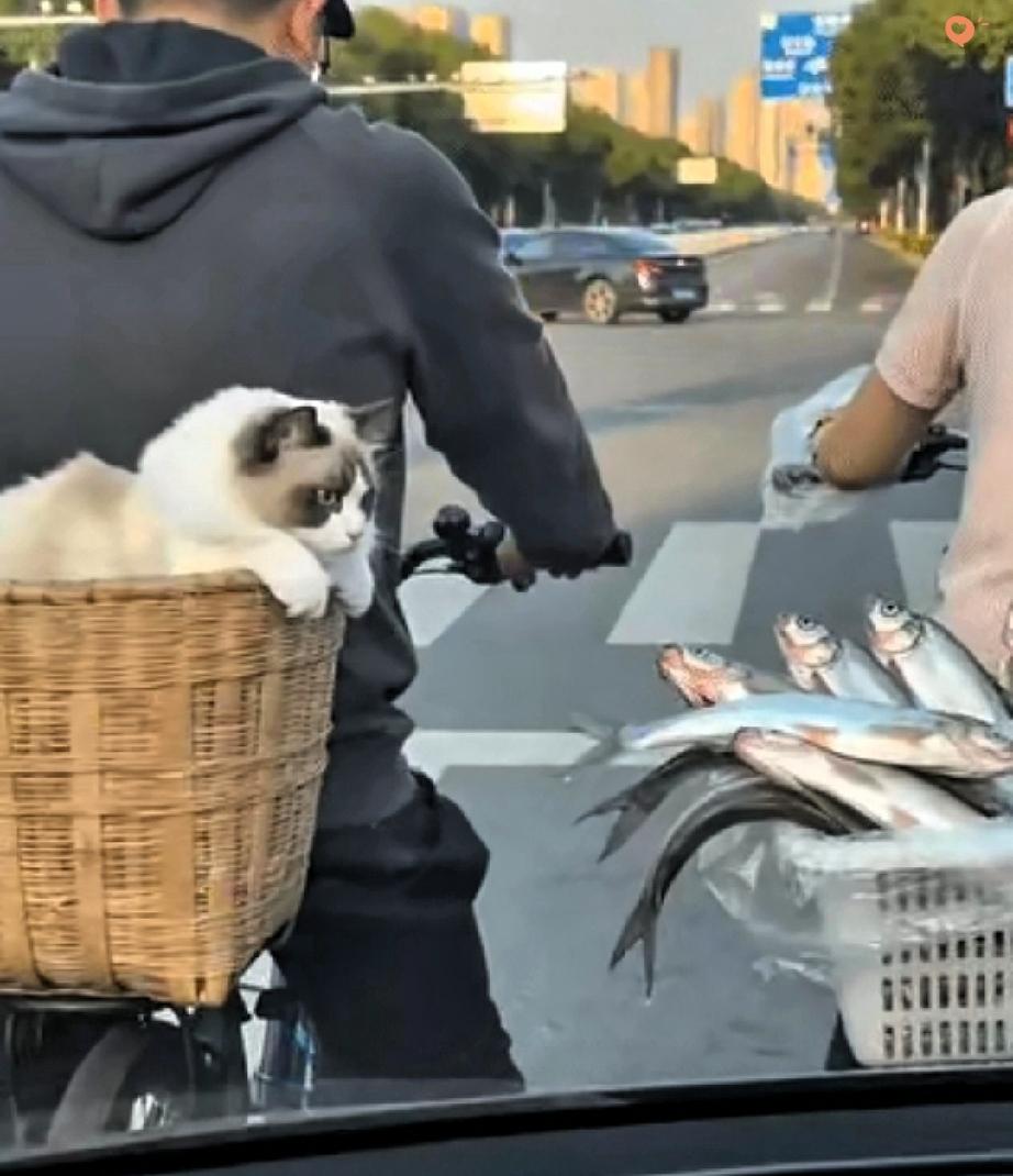 笑不活了！等红灯偶遇一只“偷鱼未遂”的馋猫，这暴脾气简直要萌化了！前车电