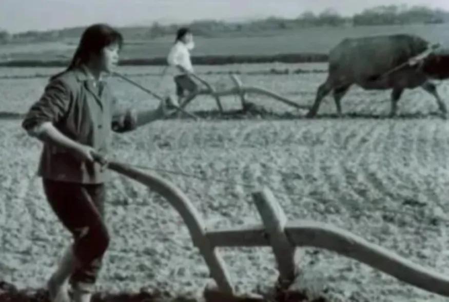 1977年，32岁女知青刘琦返城无望，嫁给一位农民。新婚之夜，她对丈夫说：“你对