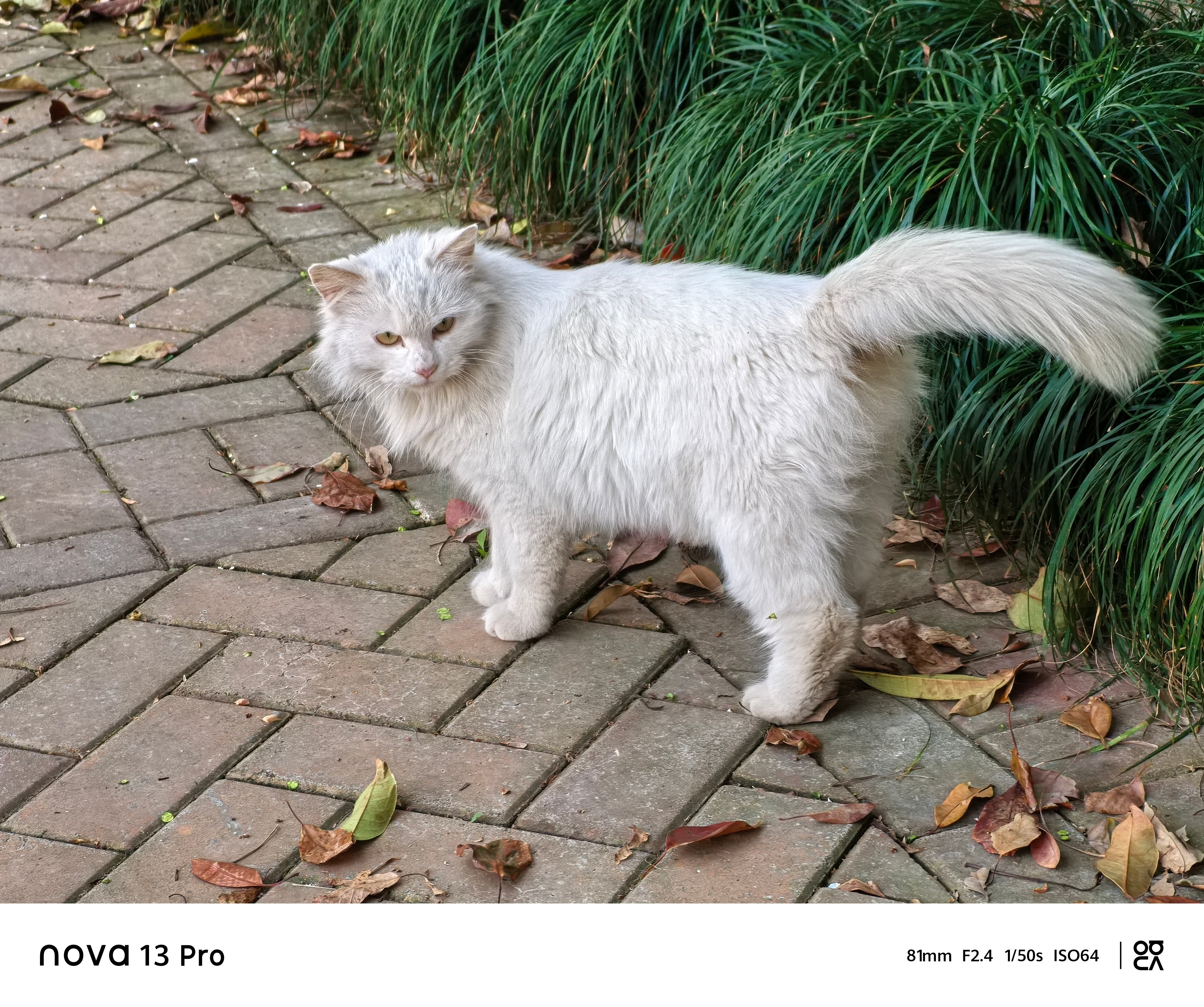 今日猫片猫咪​​​