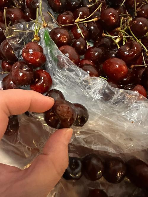 快过年了想买车厘子尝鲜，结果不少人踩了坑，看着果柄鲜绿，咬开果肉又苦又烂，开盒跟