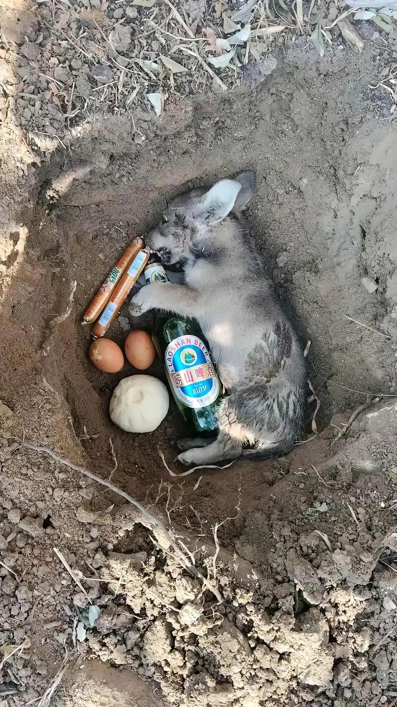 家里的母狗生了五只小狗崽，陆陆续续送出去四个。只剩下一个了，一位发小想要。我知道