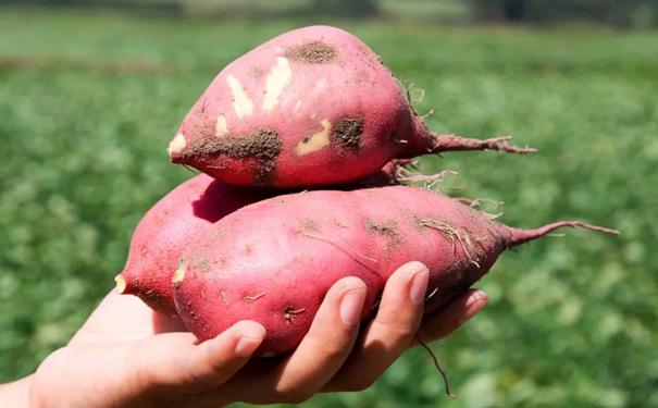 原来毒红薯是这样来的！幸亏记者发现了！记者在凌晨4点，发现村民备着喷雾器给红