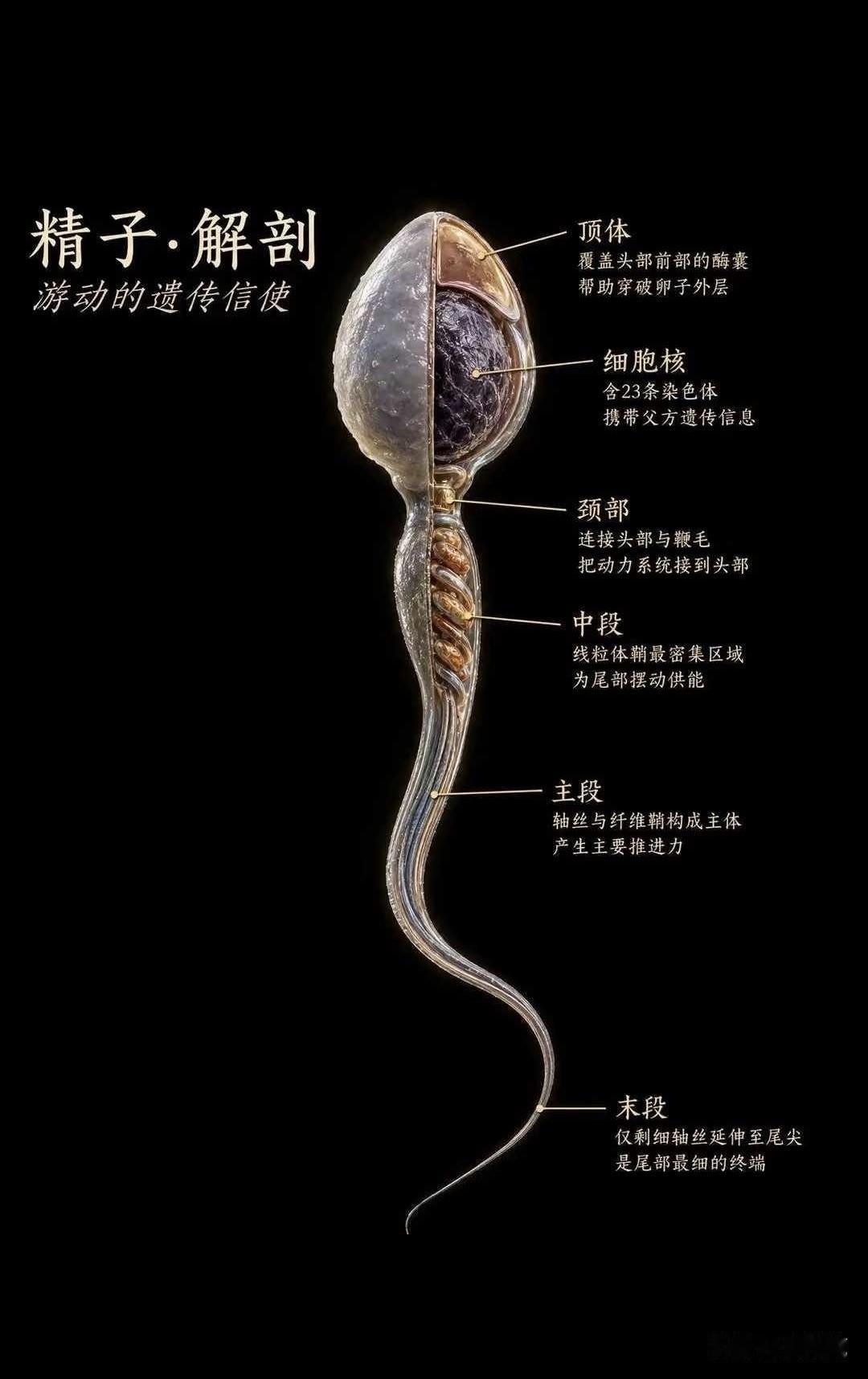 这才是最牛的芯片，没有之一！在座的各位原本都是亿里挑一，甚至十亿里挑一的存在，无