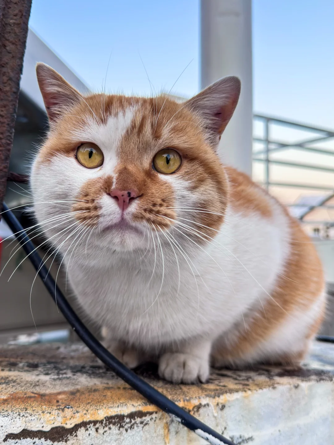 火炬八街猫猫合影x2