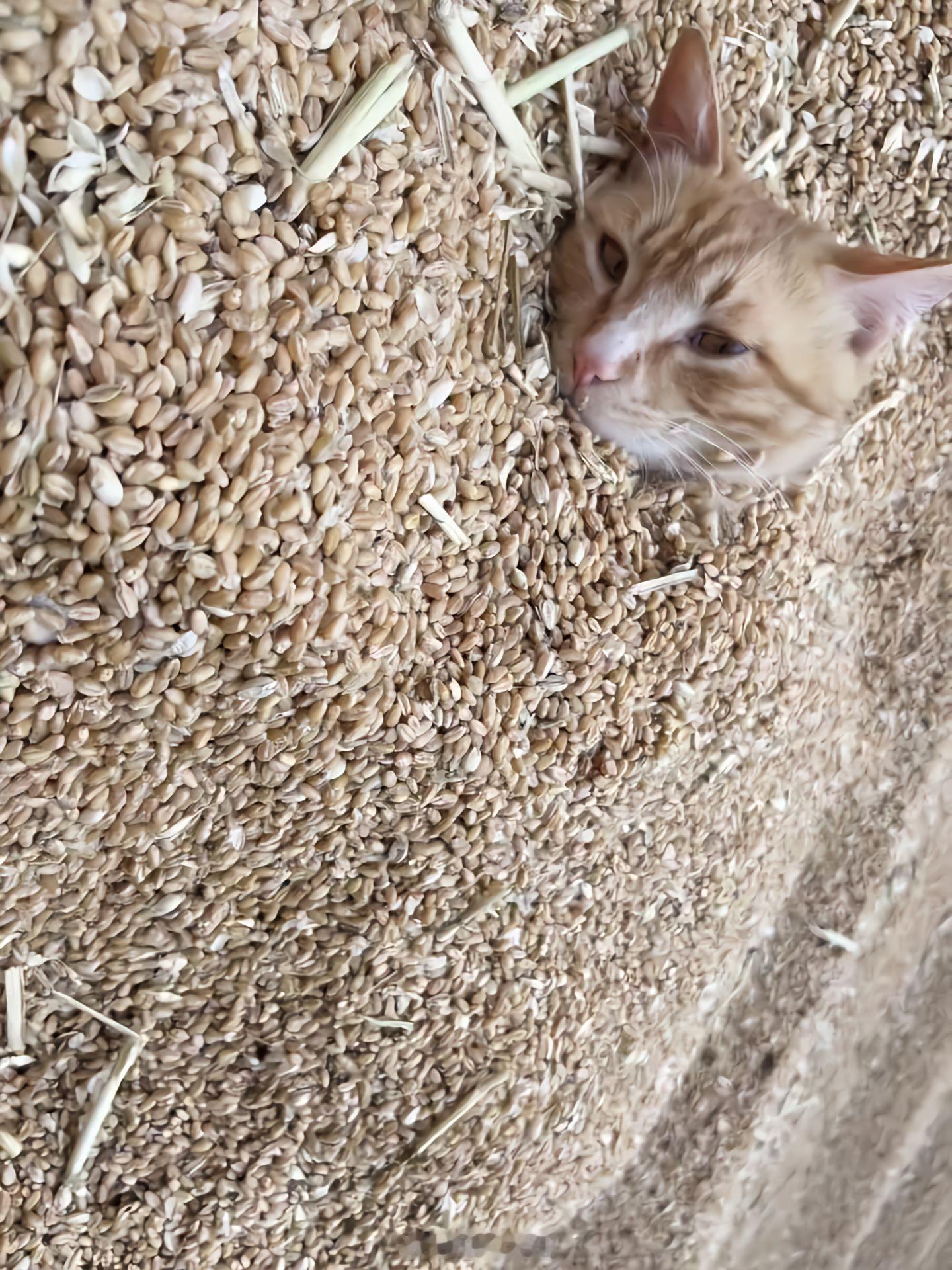 我是麦当猫​​​