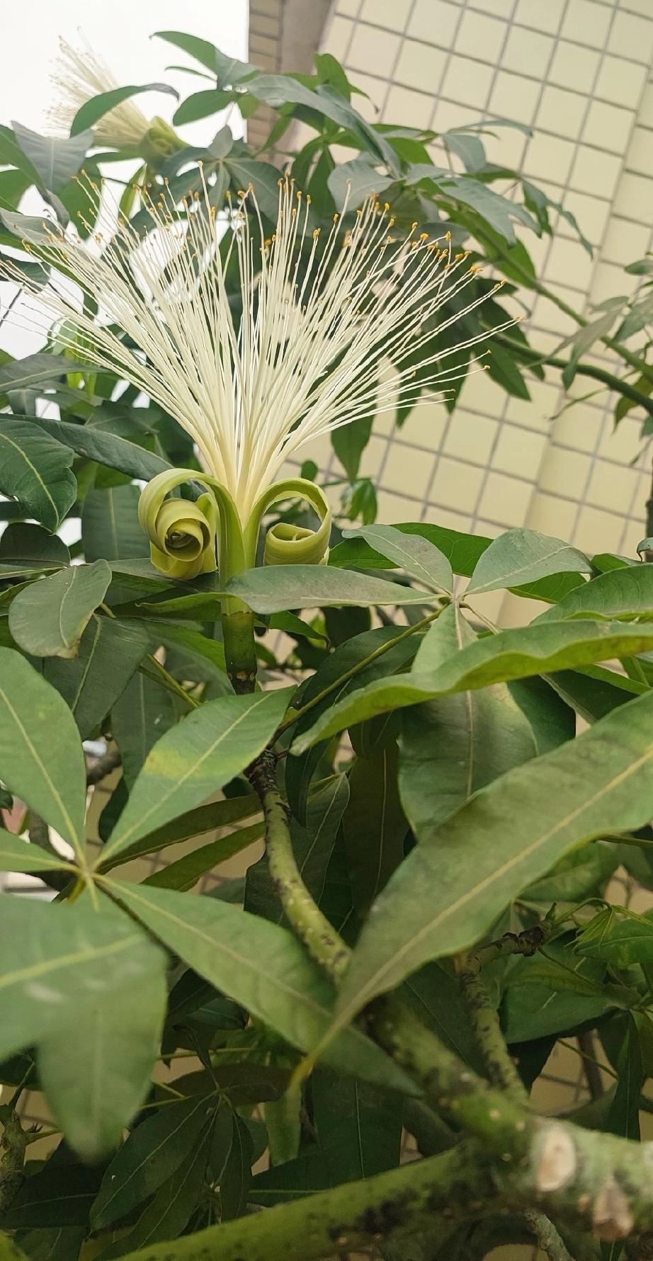 都说“发财树开花，见者发财”愿你财源滚滚生意兴隆，在风水里，发财树可是吸引财富和