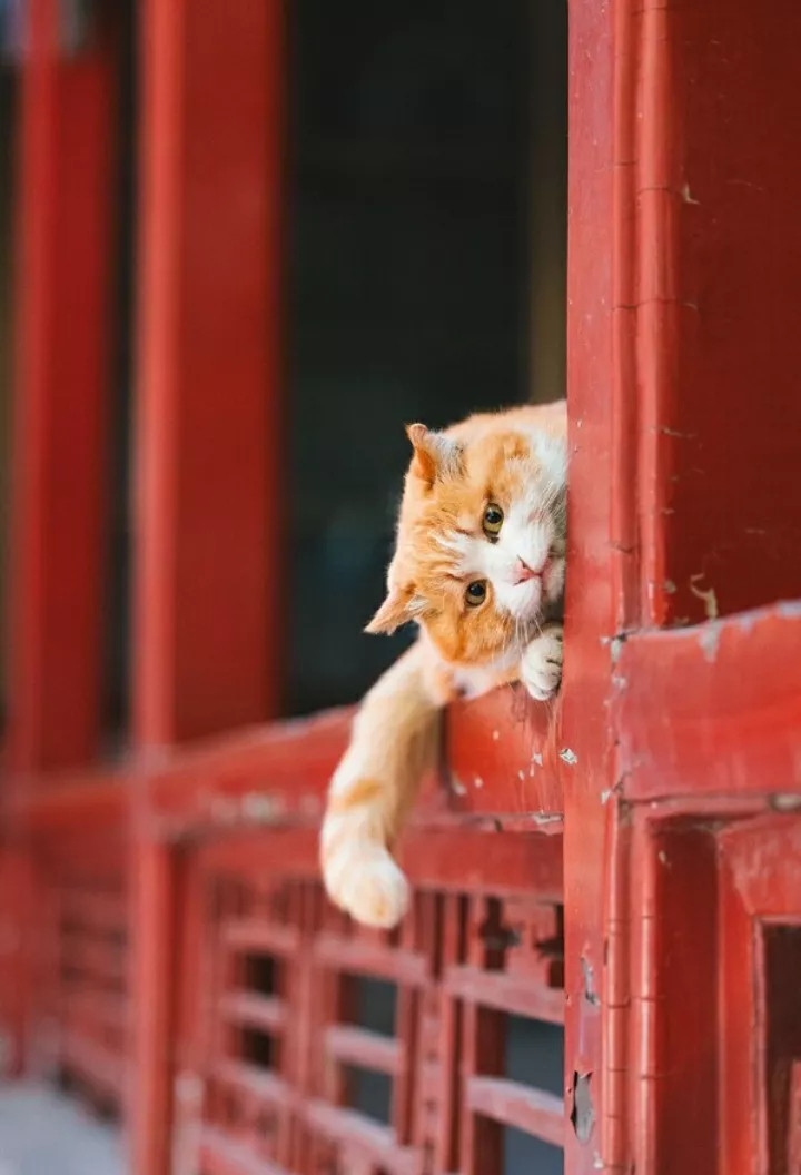 猫在墙头，岁月静好。