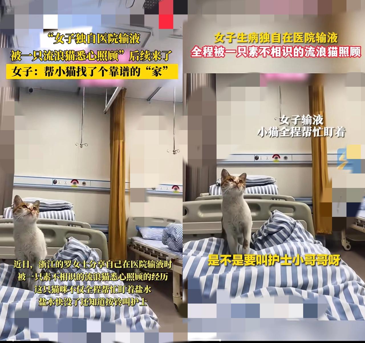 真别再说猫是“养不熟的白眼狼”了！浙江嘉兴那位独自住院的姑娘，