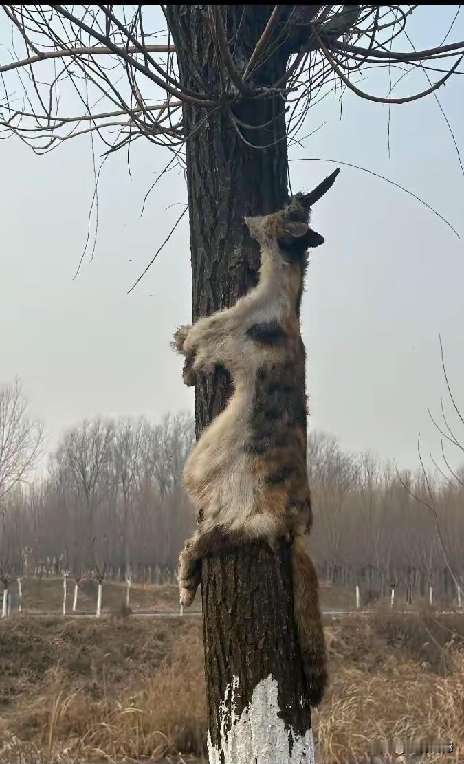 这人得多么的缺德，把一个可爱的猫喵，残忍虐待致死，真是无法想向得到，这些丧心病狂