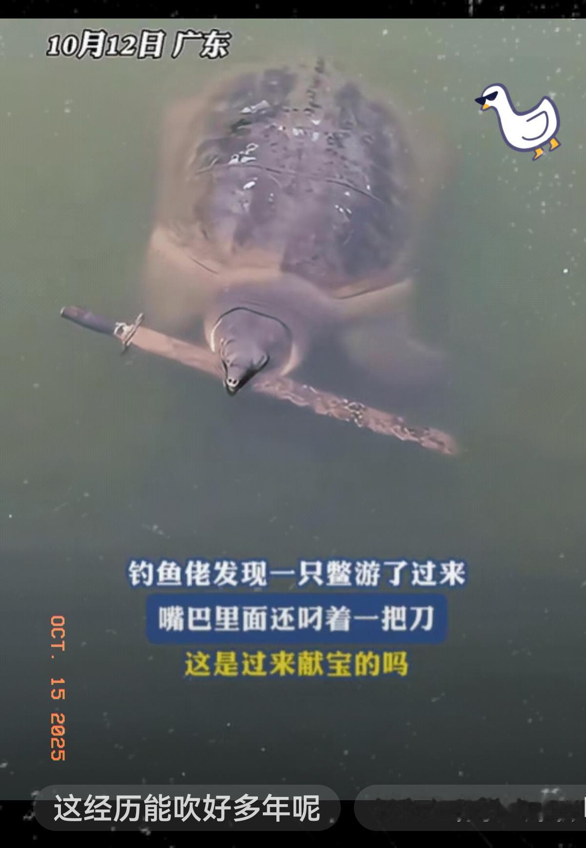 广东一男子在外钓鱼时，竟然有一只甲鱼主动送上门，他还以为自己运气好，准备拿抄网时