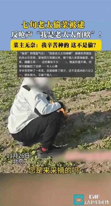 “我是老太太，我怕啥？”北京，一块绿油油的菜地里，一位七旬老太潜入菜地偷菜，被小