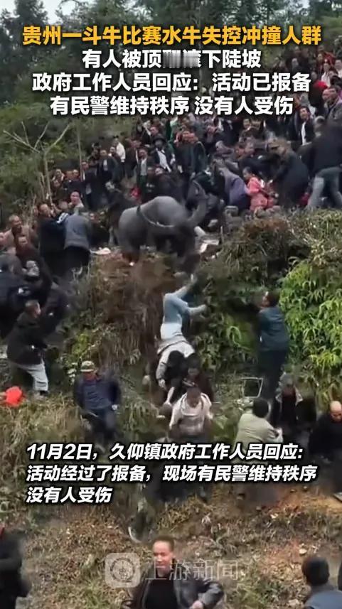 “不幸中的万幸！”11月1日，贵州剑河，斗牛场外尚未开场，牛主人手滑脱绳，两头水