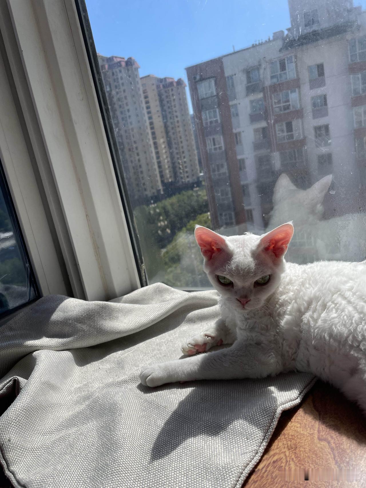我家小猫咪最喜欢躺在阳台上晒太阳啦，妥妥的享受型猫咪。