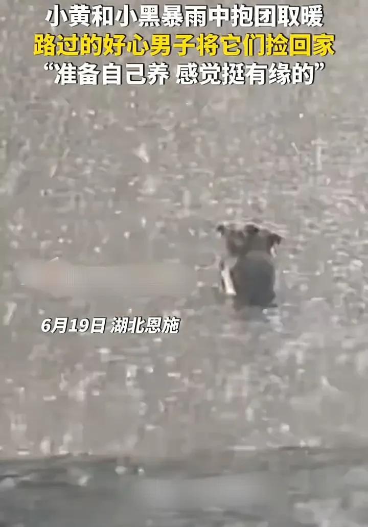 看完直接流泪了！6月19日，湖北恩施一名男子发视频称，自己开车回家时，发现有两只