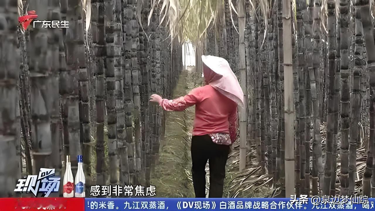 今年甘蔗大丰收，本该是开心的事，可蔗农们却愁得睡不着觉。辛辛苦苦种了一年，施肥