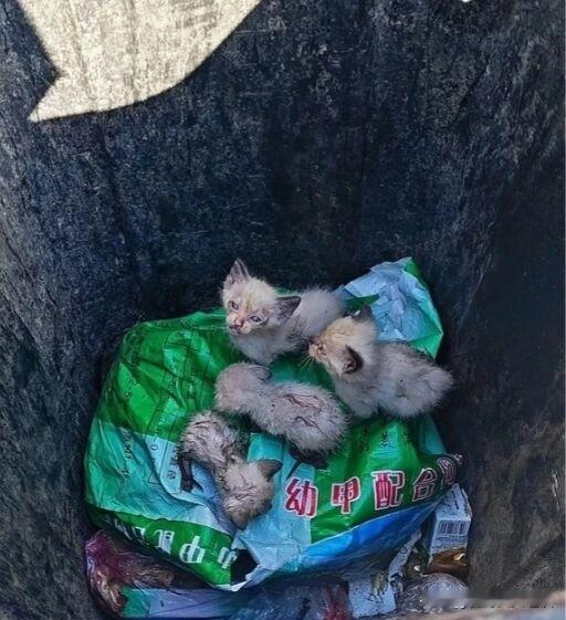 这是哪个人把几只刚出生不久的小猫咪扔到了垃圾桶里面。我在小区里散步，突然听到路边