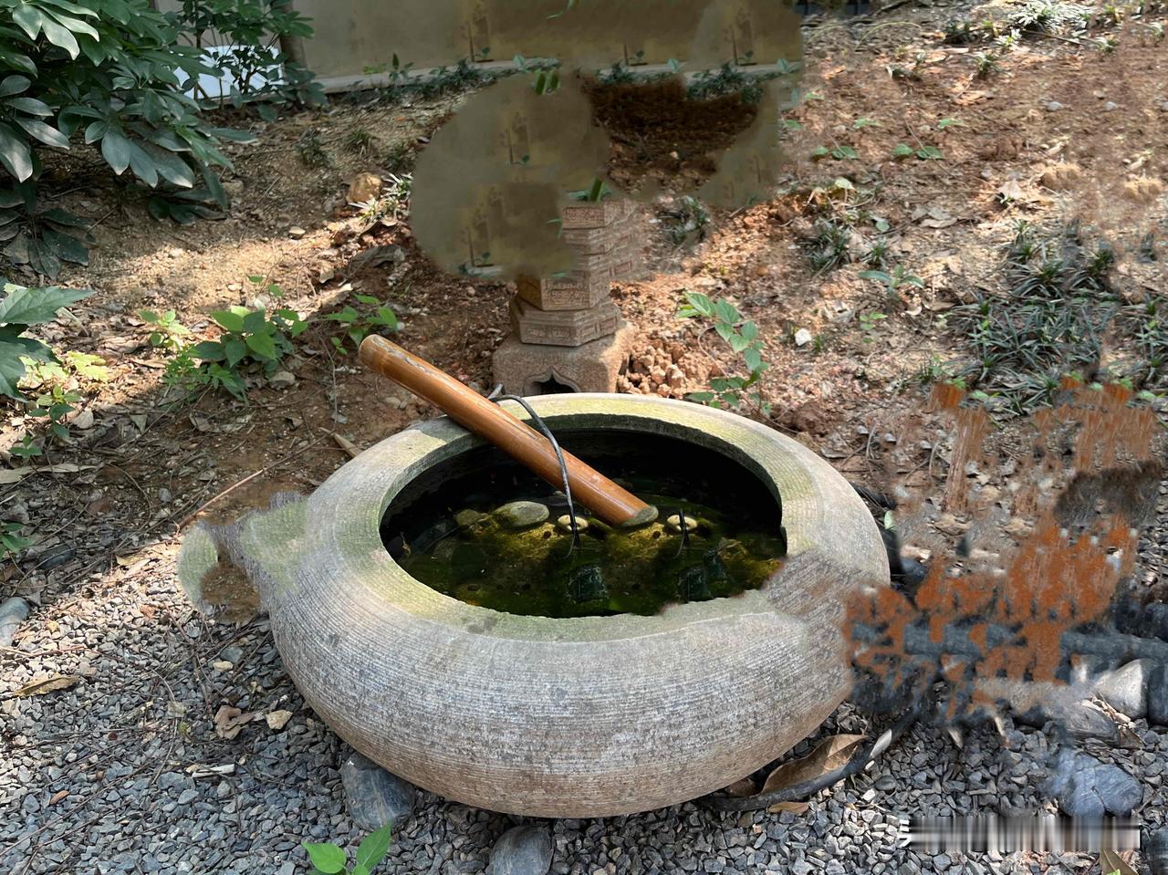 大家知道吗，这小小一汪清水，却是流浪猫生存必须，比食物还优先级‼️公园一角，一汪