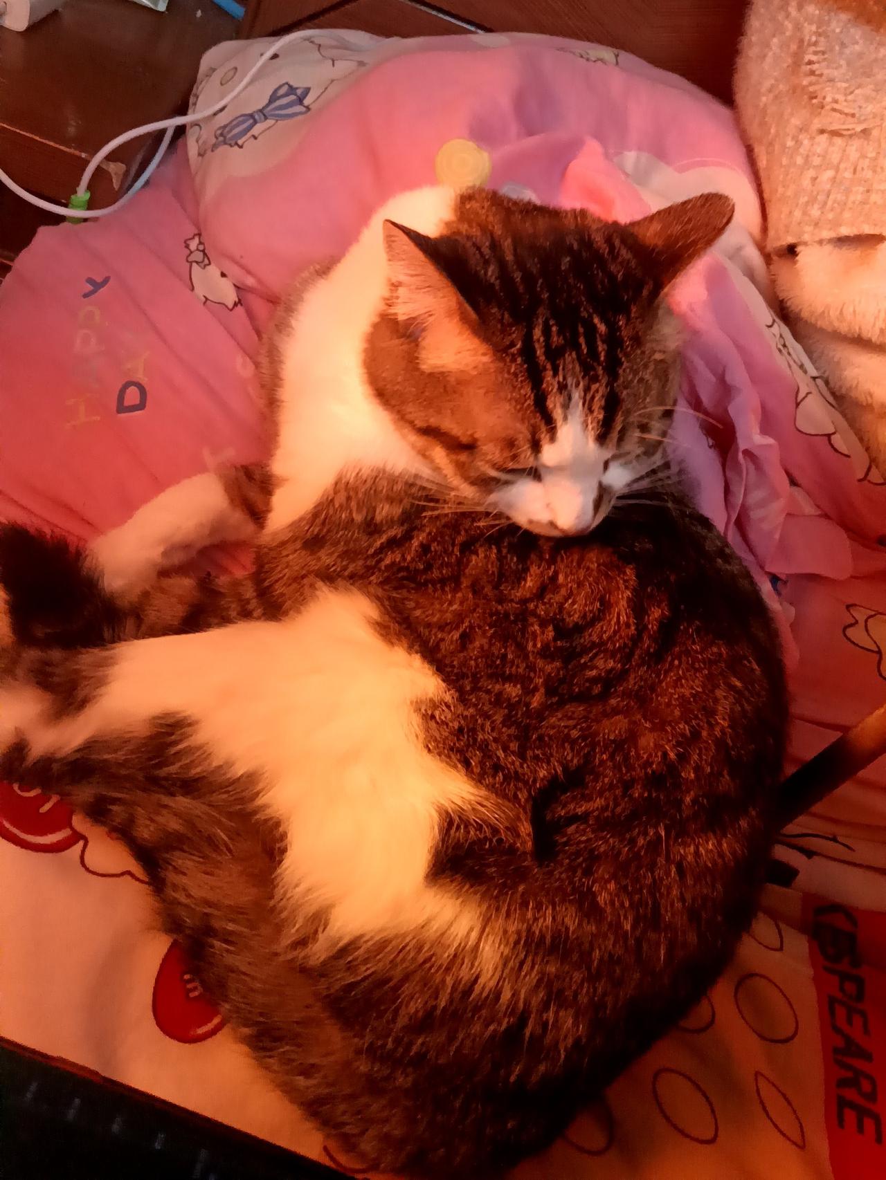 谁说猫咪是独居动物？我家俩猫粘得像连体婴！真的被我家这俩猫整笑了，都说猫