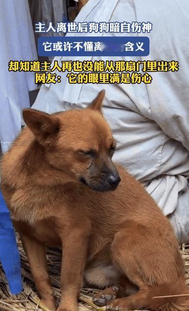 “彻底解释不清了！”近日，山西一老人去世，哀乐一响，家里的狗狗找个角落低下头暗自